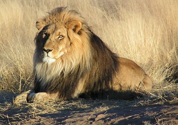 Why Are Lions The King Of The Jungle?