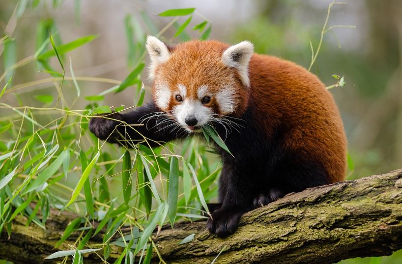 How Many Red Pandas Are Left In The World