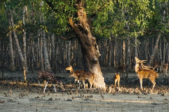 Sundarbans Mangrove Forest